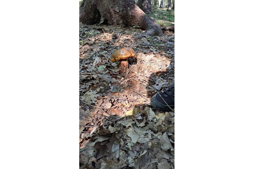 FOTO: Hubárom sa darí v celom kraji, foto 4