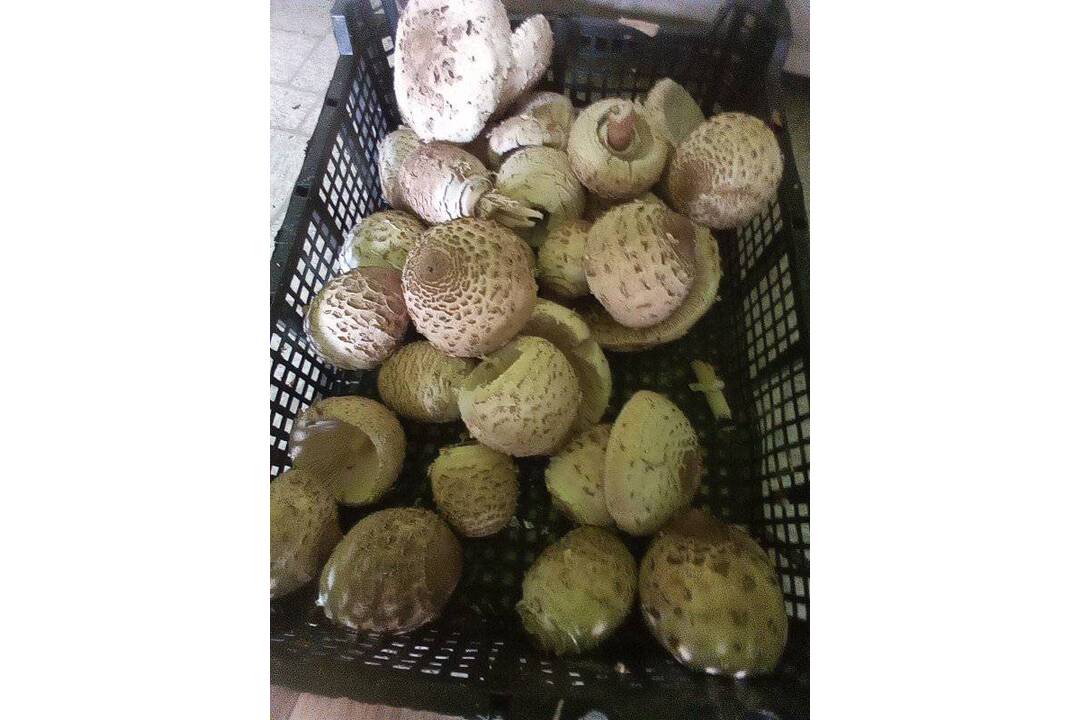 FOTO: Hubárom sa darí v celom kraji, foto 5