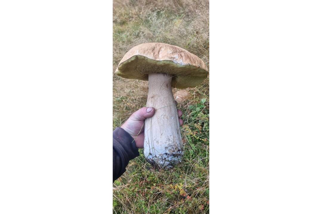 FOTO: Hubárom sa darí v celom kraji, foto 9