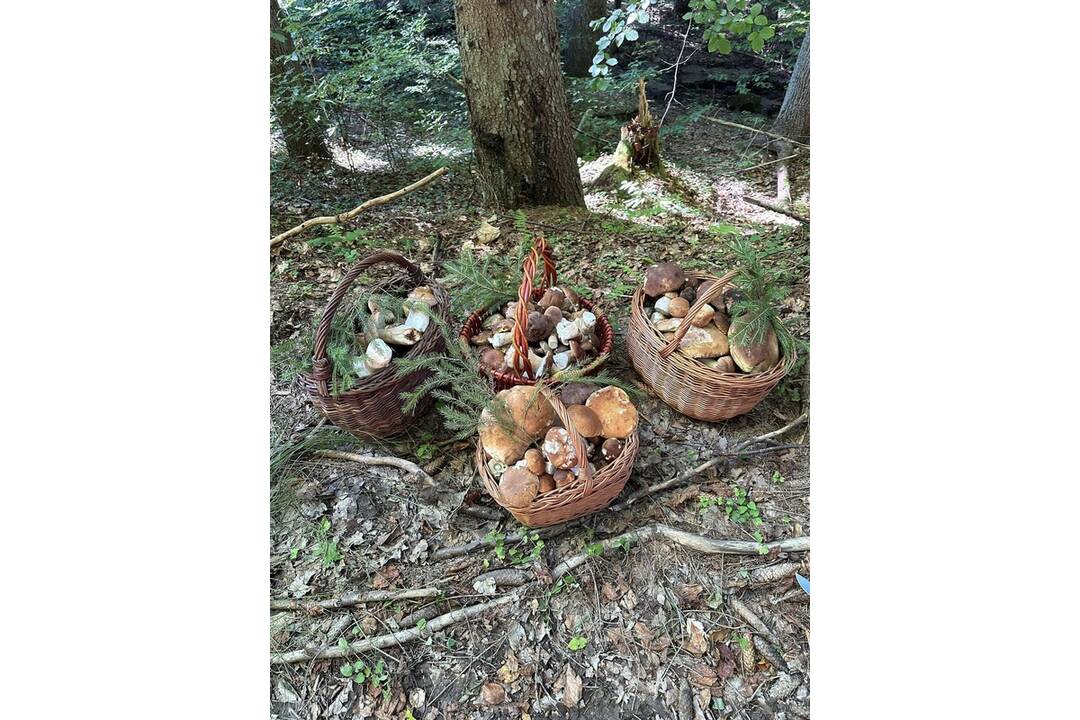 FOTO: Hubárom sa darí v celom kraji, foto 10