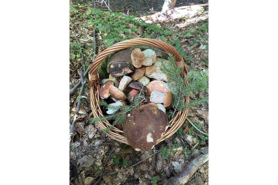 FOTO: Hubárom sa darí v celom kraji, foto 11