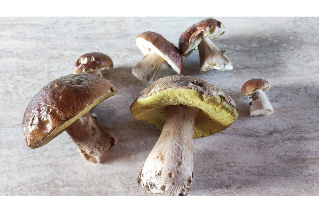 FOTO: Hubárom sa darí najviac v okolí Bystrice a Brezna, foto 1