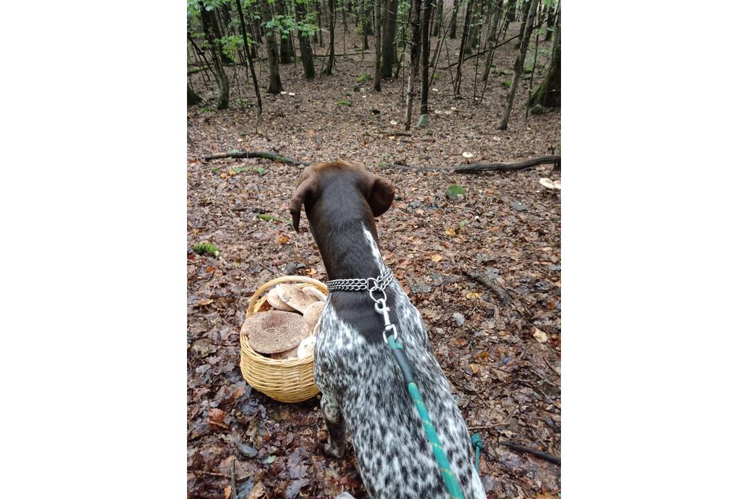 FOTO: Hubárom sa darí najviac v okolí Bystrice a Brezna, foto 2