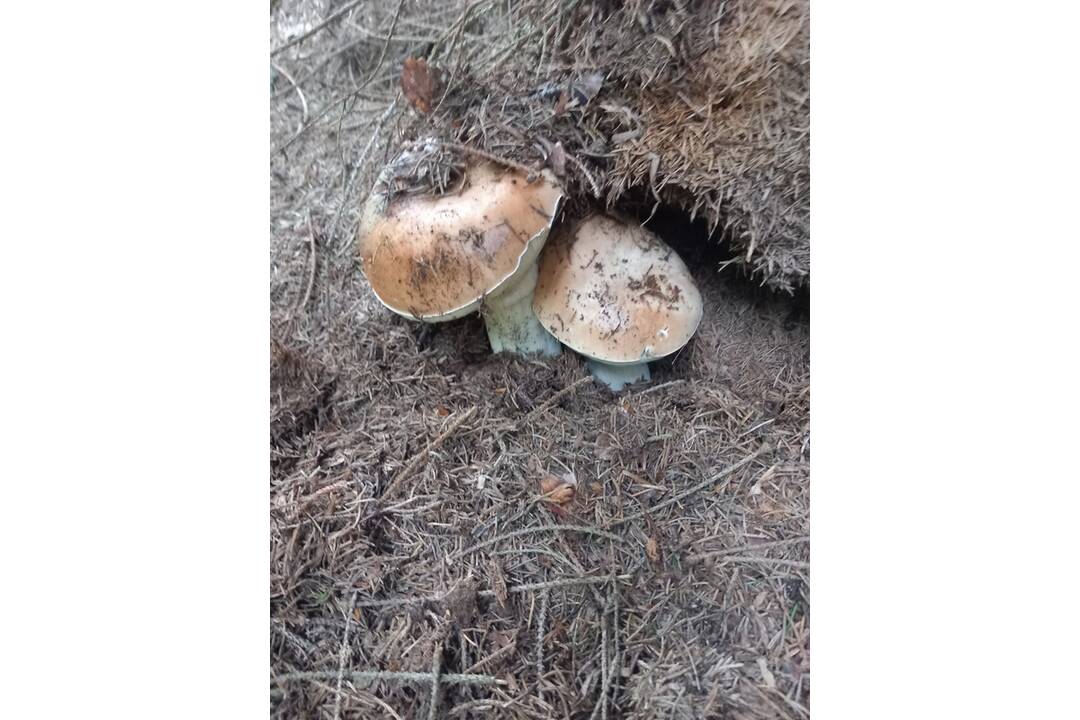 FOTO: Hubárom sa darí najviac v okolí Bystrice a Brezna, foto 3