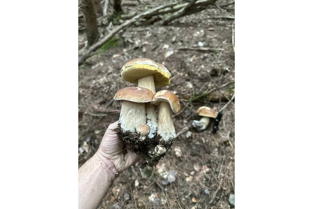 FOTO: Hubárom sa darí najviac v okolí Bystrice a Brezna, foto 5