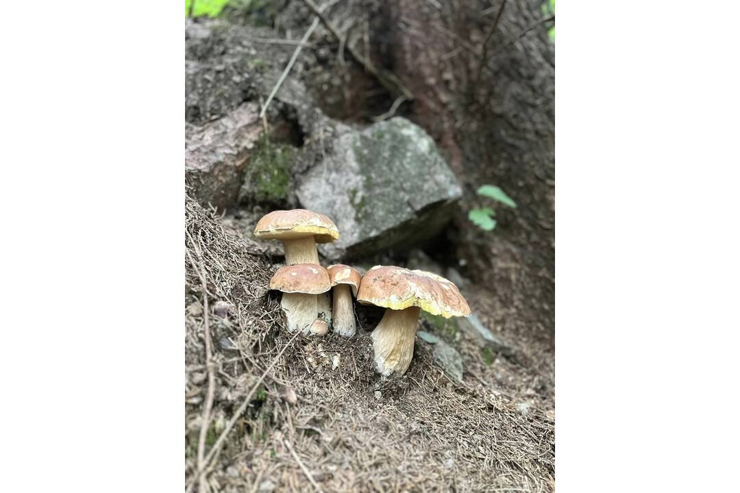 FOTO: Hubárom sa darí najviac v okolí Bystrice a Brezna, foto 6