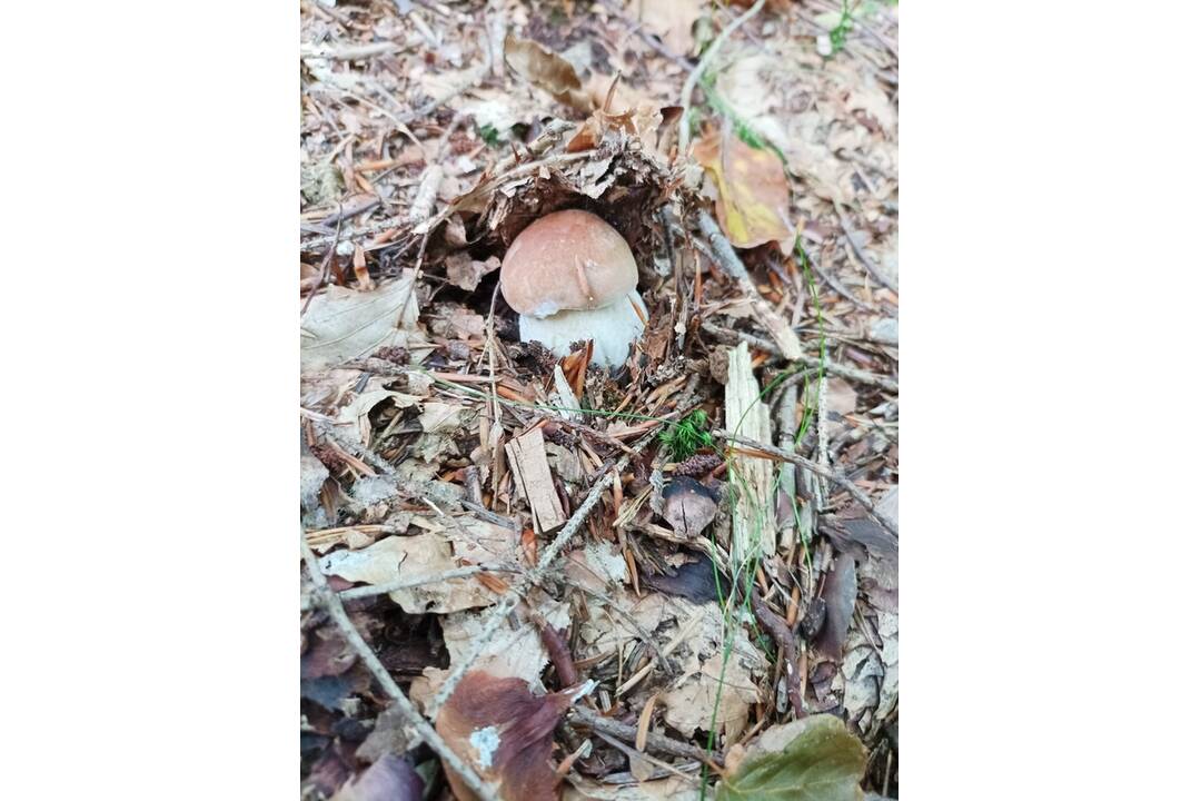 FOTO: Hubárom sa darí najviac v okolí Bystrice a Brezna, foto 7