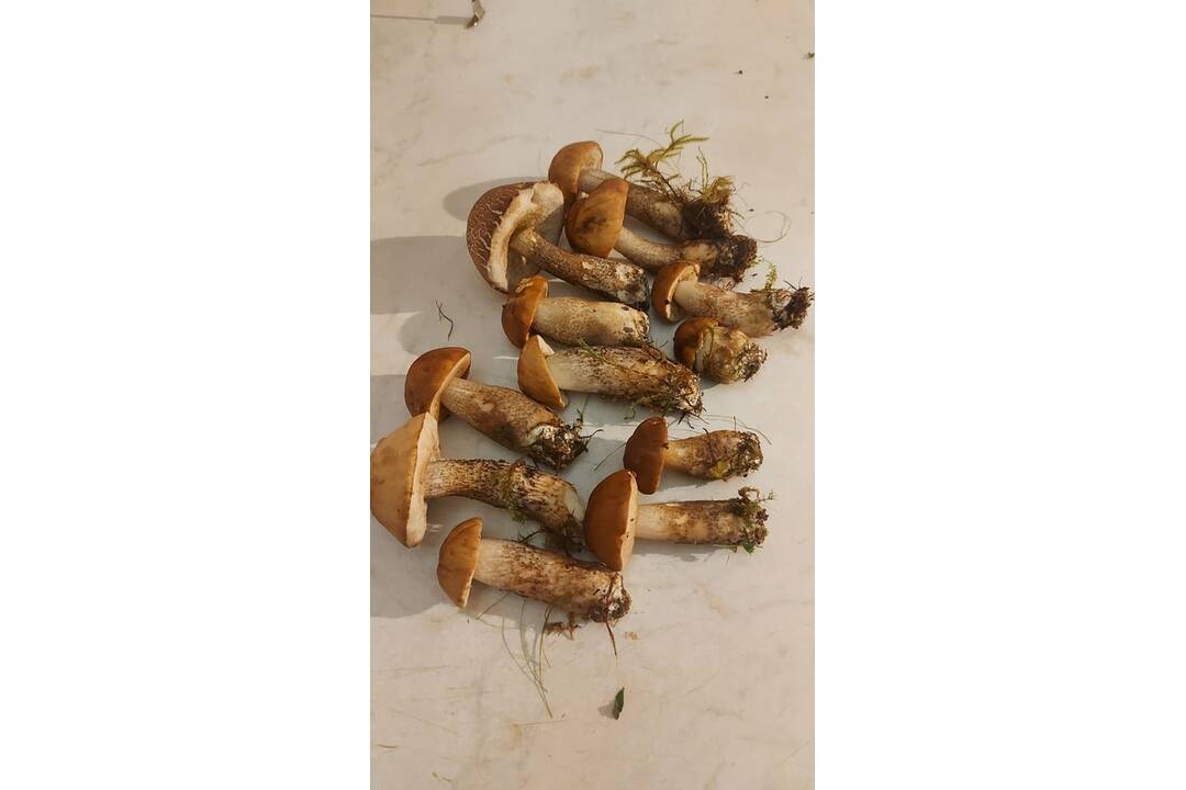 FOTO: Hubárom sa darí najviac v okolí Bystrice a Brezna, foto 8