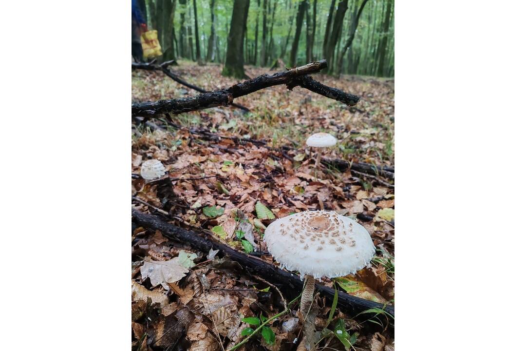 FOTO: Hubárom sa darí najviac v okolí Bystrice a Brezna, foto 10