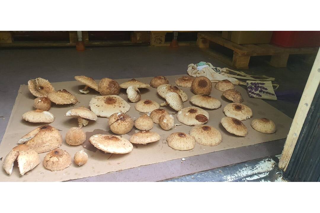 FOTO: Hubárom sa darí najviac v okolí Bystrice a Brezna, foto 11