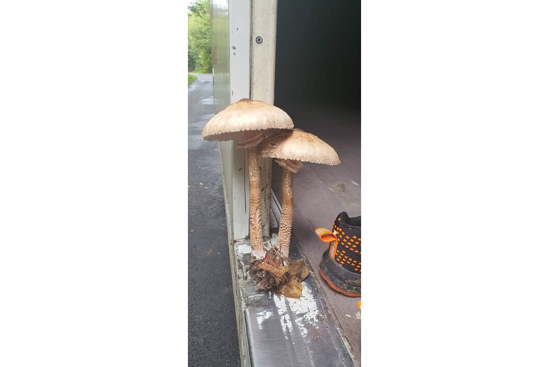 FOTO: Hubárom sa darí najviac v okolí Bystrice a Brezna, foto 12