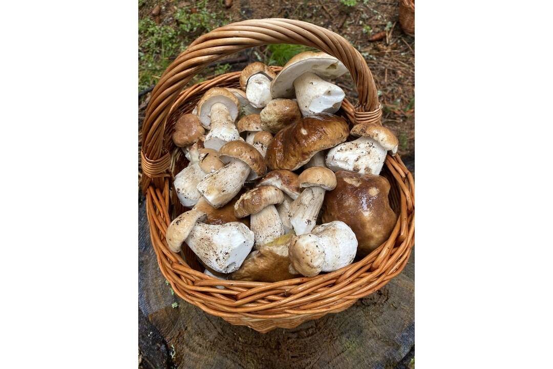 FOTO: HUbárom sa v Banskobystrickom kraji darí, foto 2