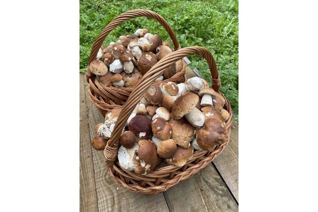 FOTO: HUbárom sa v Banskobystrickom kraji darí, foto 3