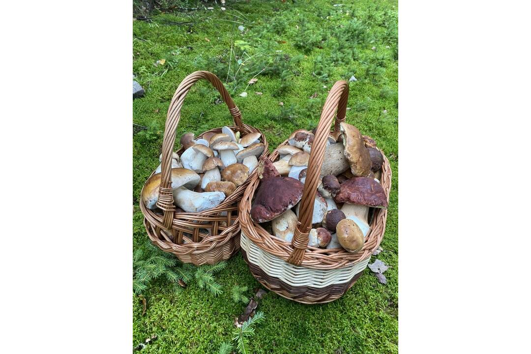 FOTO: HUbárom sa v Banskobystrickom kraji darí, foto 5