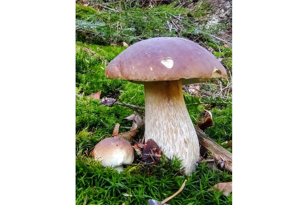 FOTO: HUbárom sa v Banskobystrickom kraji darí, foto 12