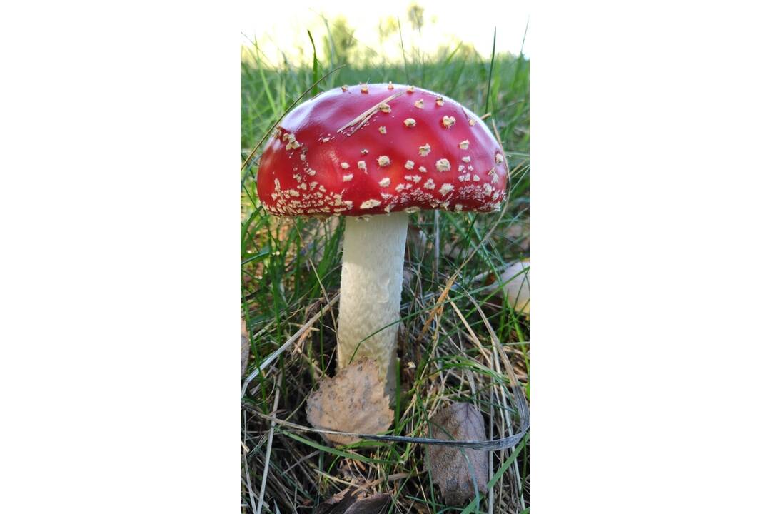 FOTO: HUbárom sa v Banskobystrickom kraji darí, foto 14