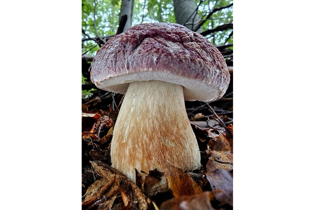 FOTO: Hubári sa v Banskobystrickom kraji tešia z početných zberov, foto 3