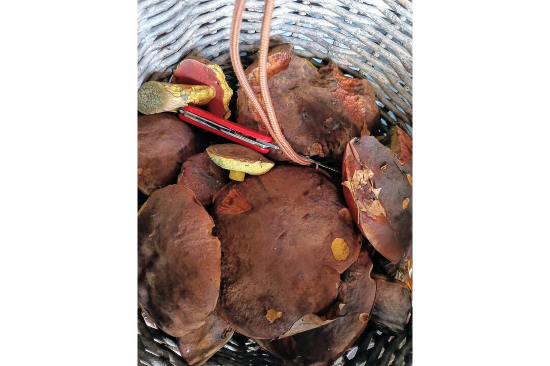 FOTO: Hubári sa v Banskobystrickom kraji tešia z početných zberov, foto 8