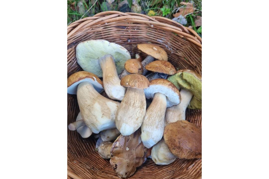 FOTO: Hubári sa v Banskobystrickom kraji tešia z početných zberov, foto 9