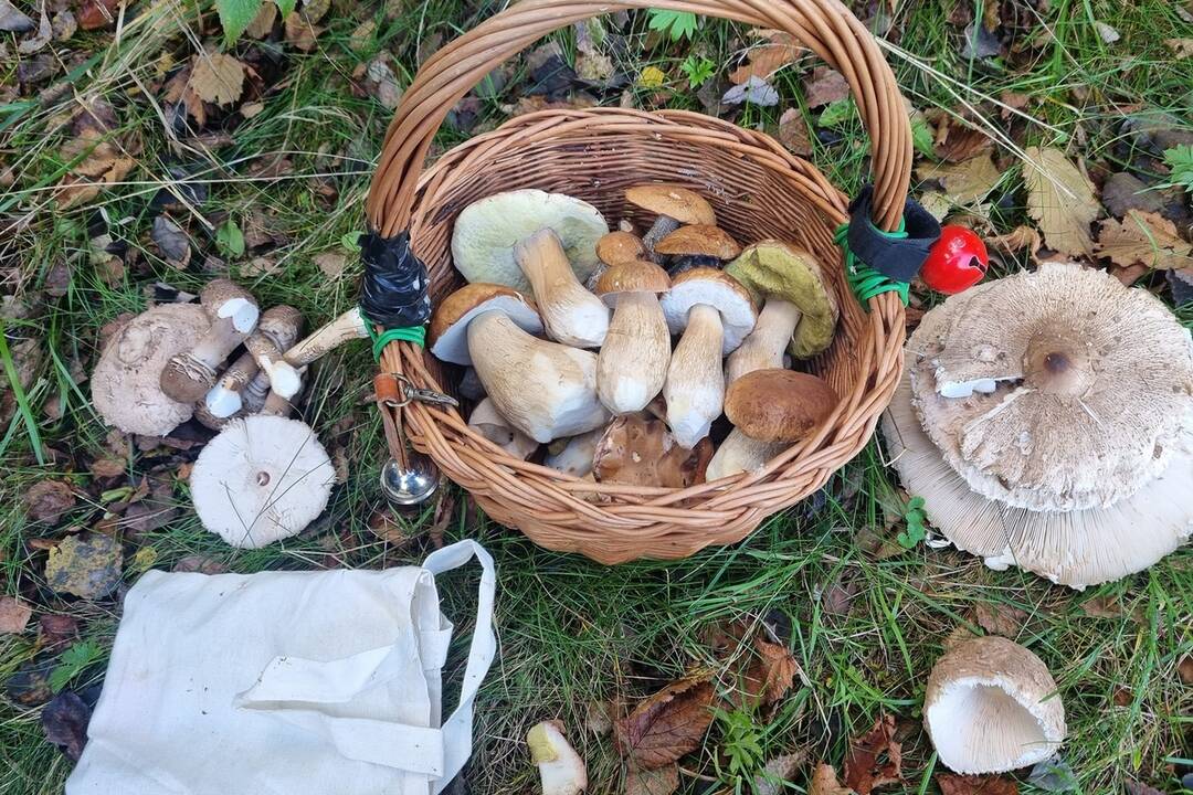 FOTO: Hubári sa v Banskobystrickom kraji tešia z početných zberov, foto 10