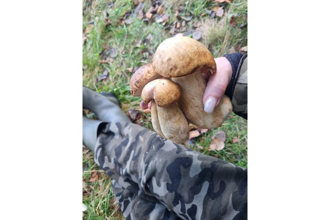 FOTO: Hubári sa v Banskobystrickom kraji tešia z početných zberov, foto 11