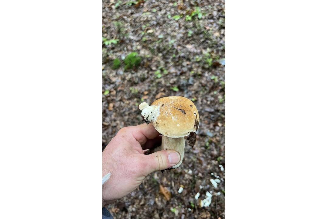 FOTO: Hubári sa v Banskobystrickom kraji tešia z početných zberov, foto 12