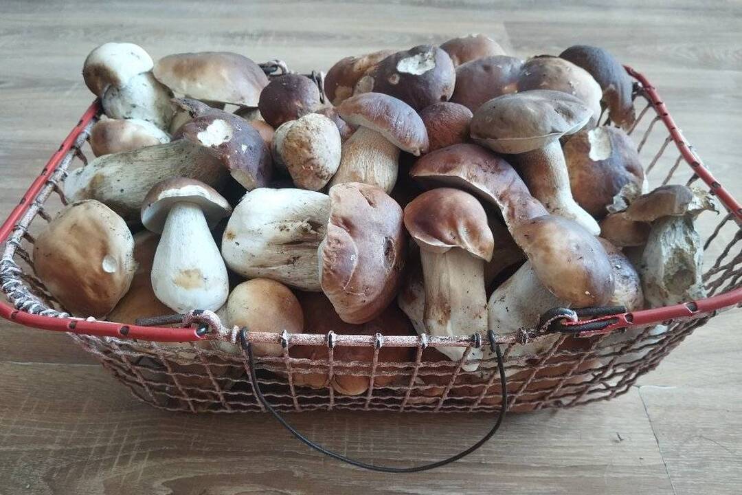 FOTO: Hubári chodia po posledné úlovky, foto 1