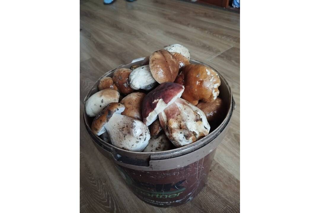 FOTO: Hubári chodia po posledné úlovky, foto 3