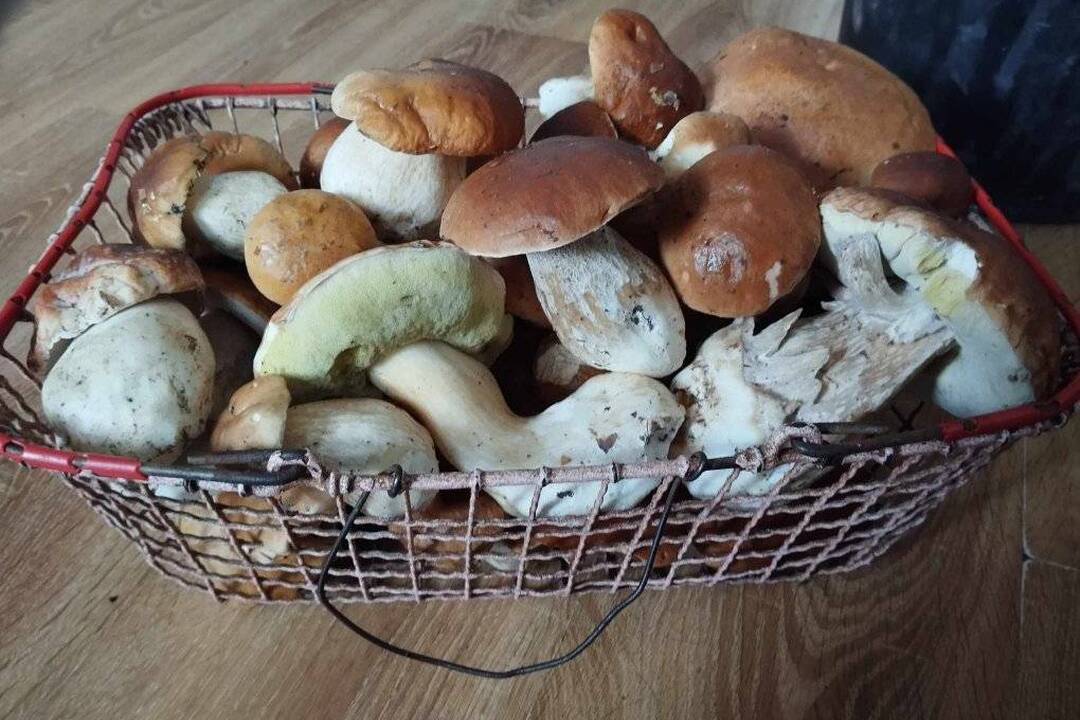 FOTO: Hubári chodia po posledné úlovky, foto 4