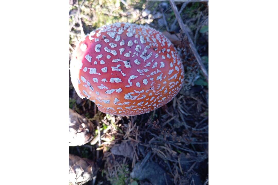 FOTO: Hubári chodia po posledné úlovky, foto 5