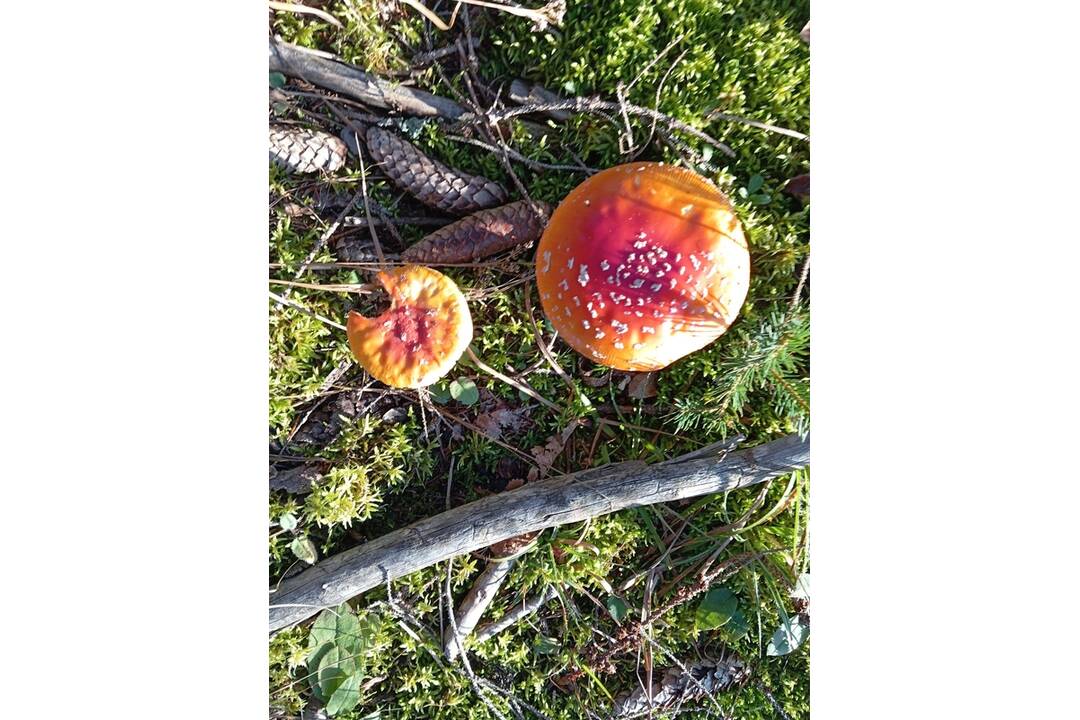 FOTO: Hubári chodia po posledné úlovky, foto 6