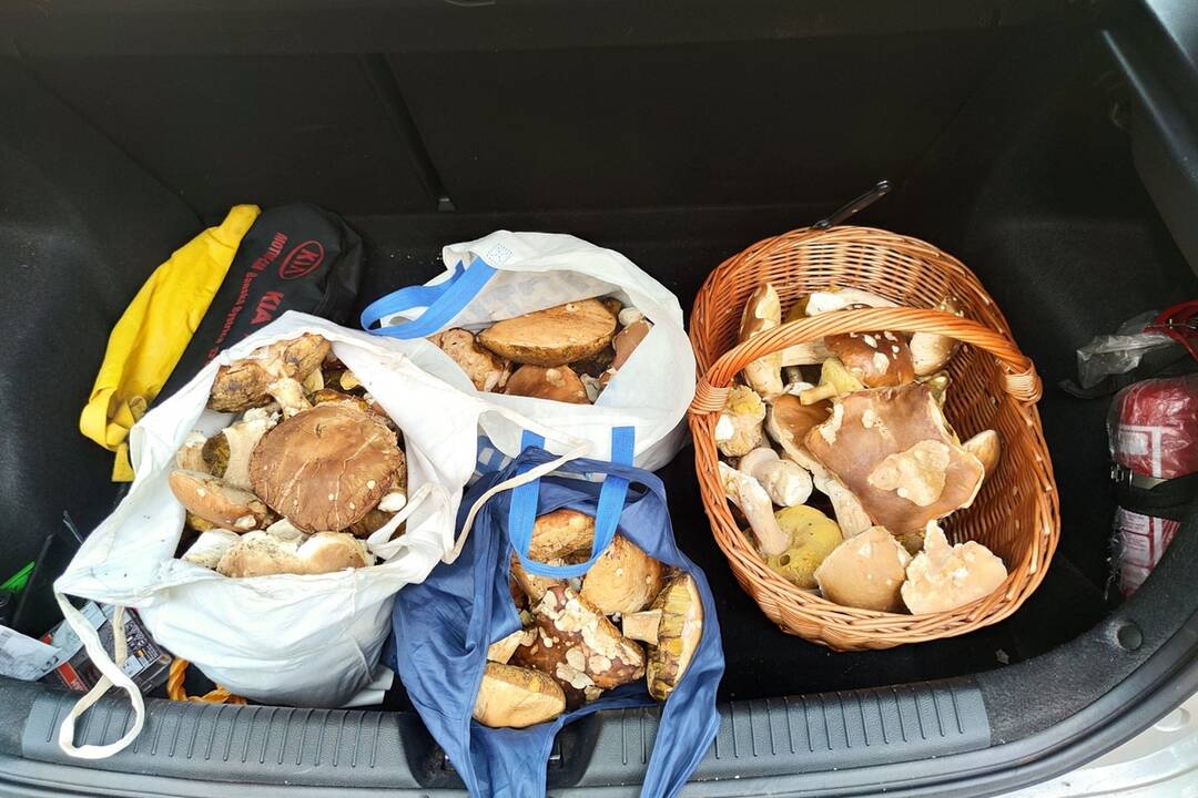 FOTO: Hubári chodia po posledné úlovky, foto 7