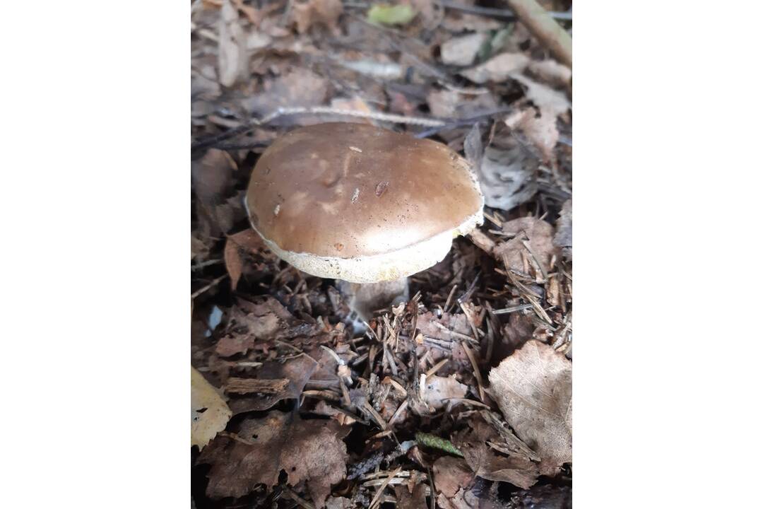 FOTO: Hubári chodia po posledné úlovky, foto 9