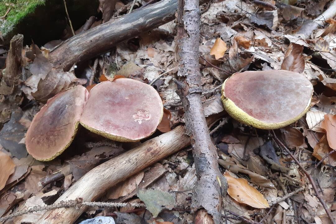 FOTO: Hubári chodia po posledné úlovky, foto 10