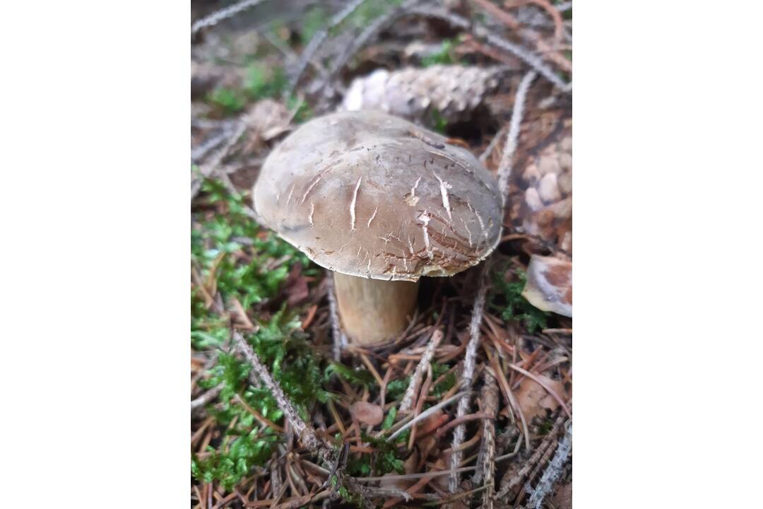 FOTO: Hubári chodia po posledné úlovky, foto 11