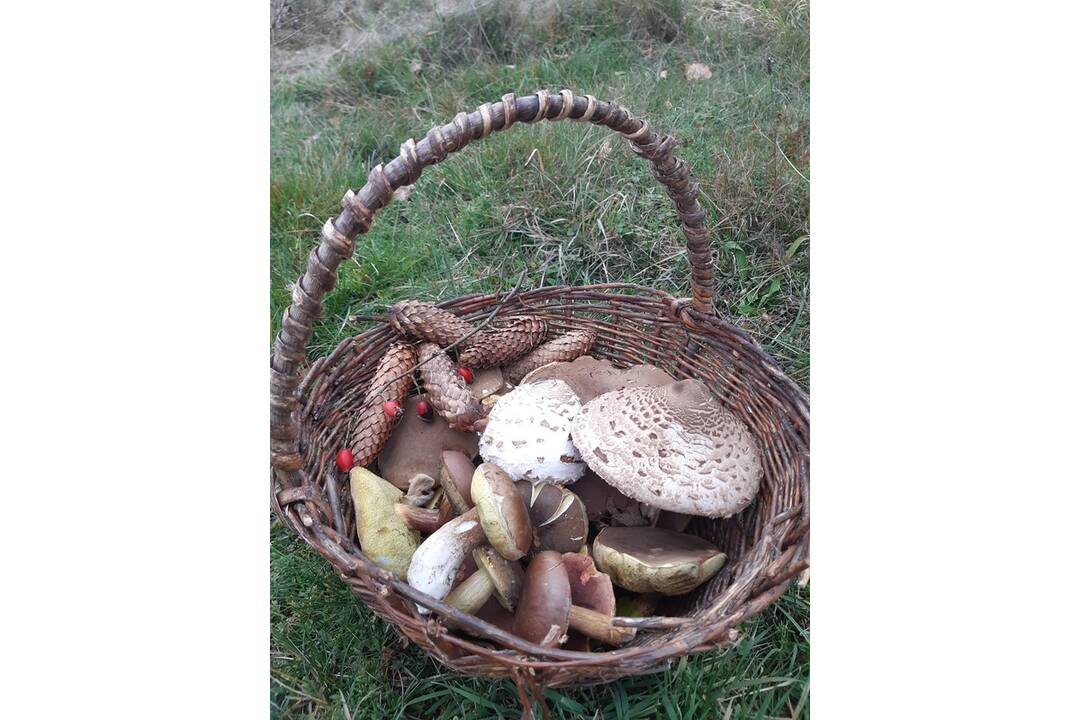 FOTO: Hubári chodia po posledné úlovky, foto 12