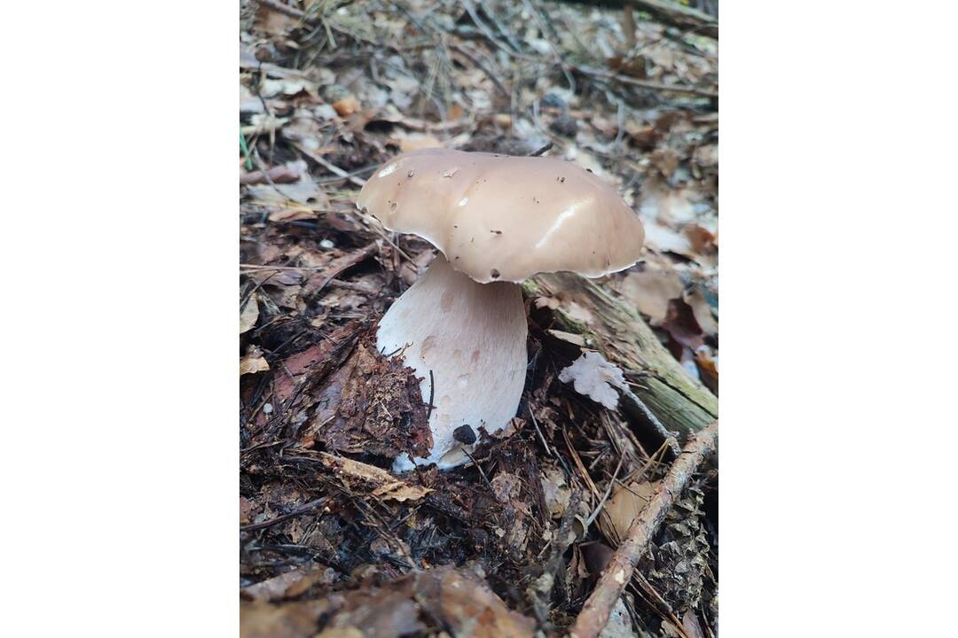 FOTO: Hubári chodia po posledné úlovky, foto 13