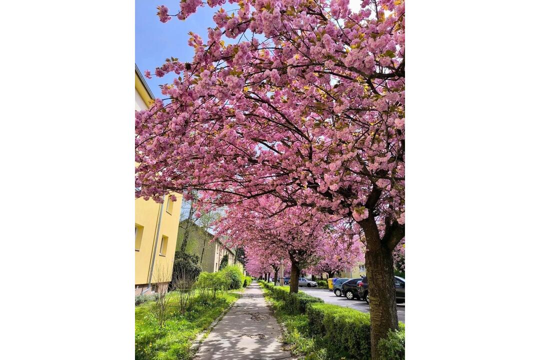 FOTO: Chodník na najkrajšej ulici v Banskej Bystrici prechádza obnovou, foto 2