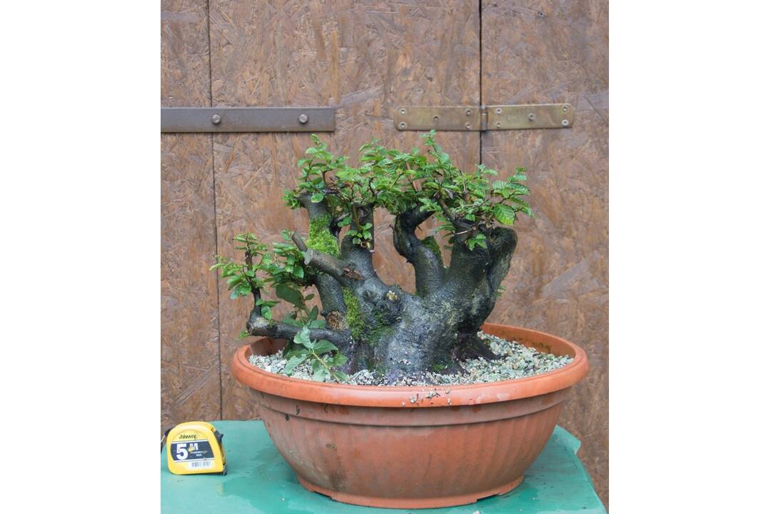 FOTO: Ukradnuté bonsaje, foto 3