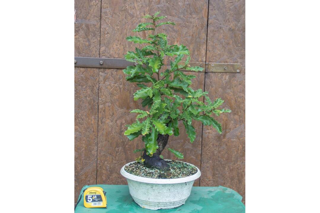 FOTO: Ukradnuté bonsaje, foto 5