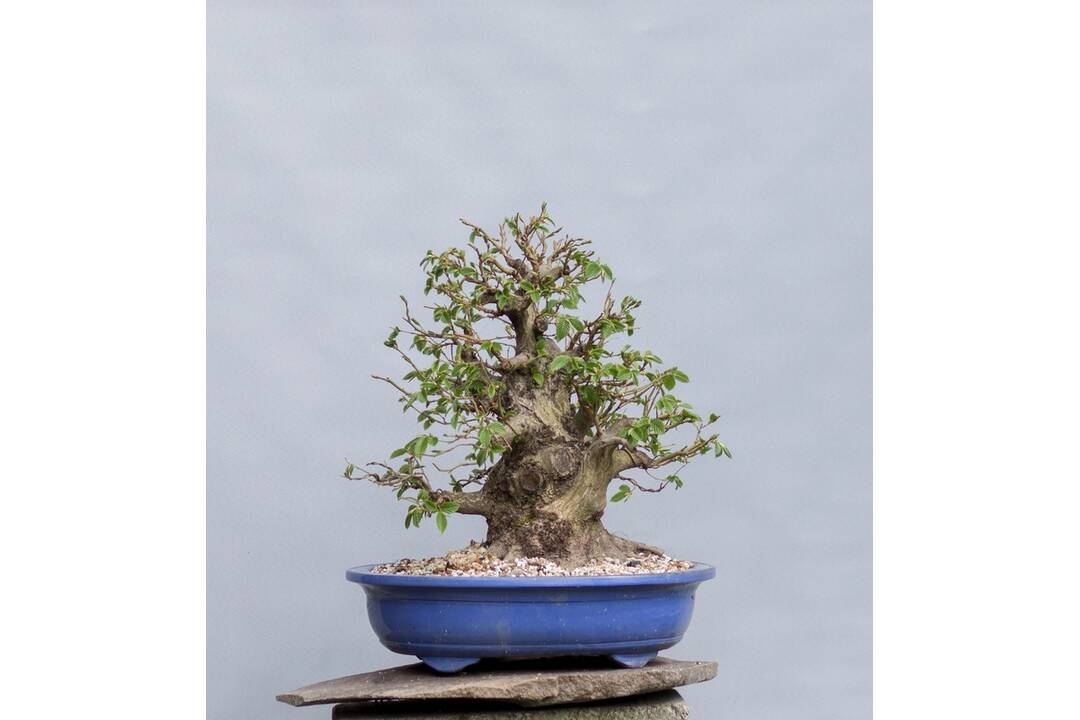 FOTO: Ukradnuté bonsaje, foto 6