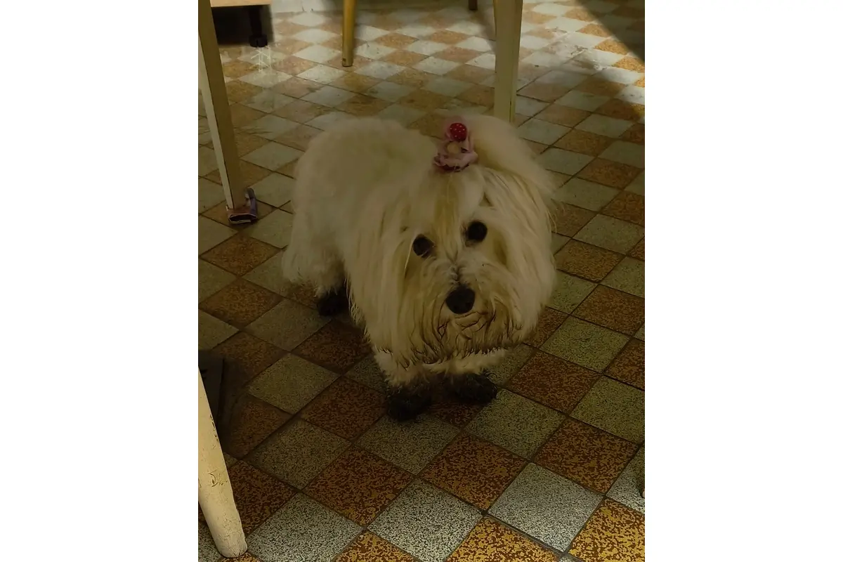 FOTO: Psíčkari bojujú s čiernymi labkami , foto 1