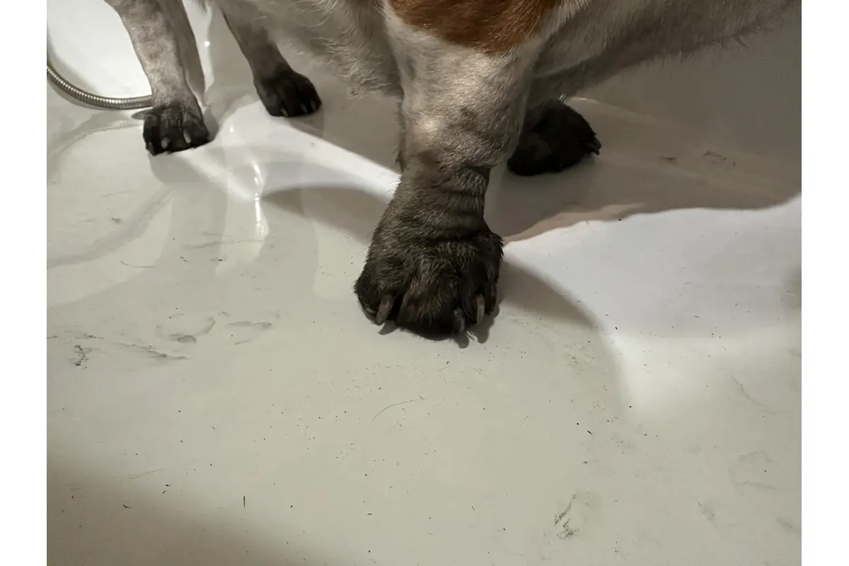 FOTO: Psíčkari bojujú s čiernymi labkami , foto 2