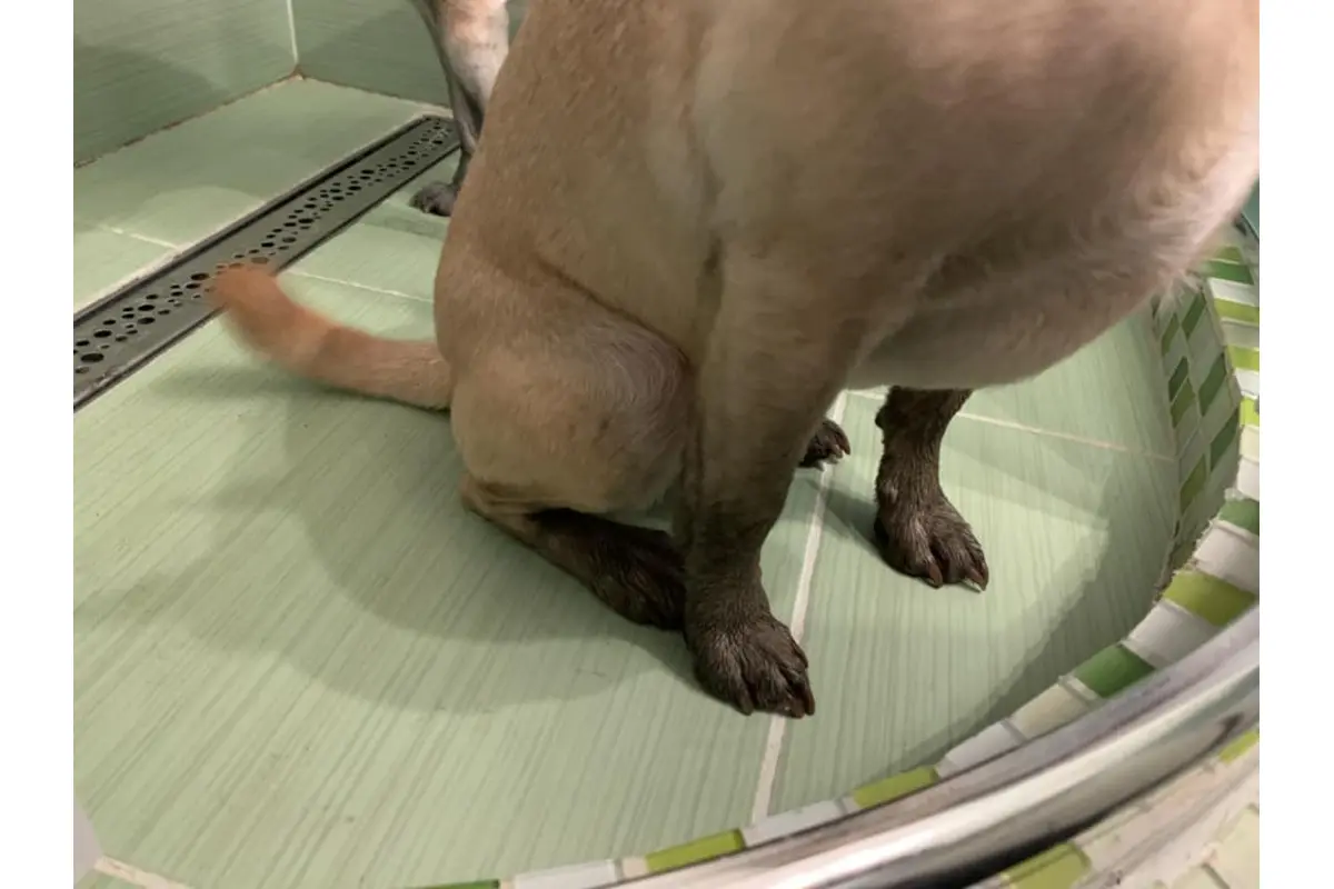 FOTO: Psíčkari bojujú s čiernymi labkami , foto 3