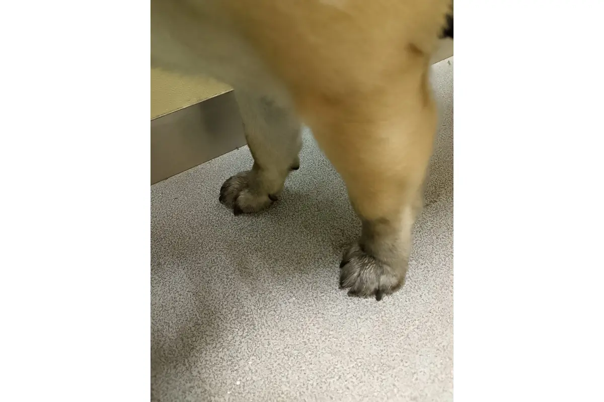 FOTO: Psíčkari bojujú s čiernymi labkami , foto 7