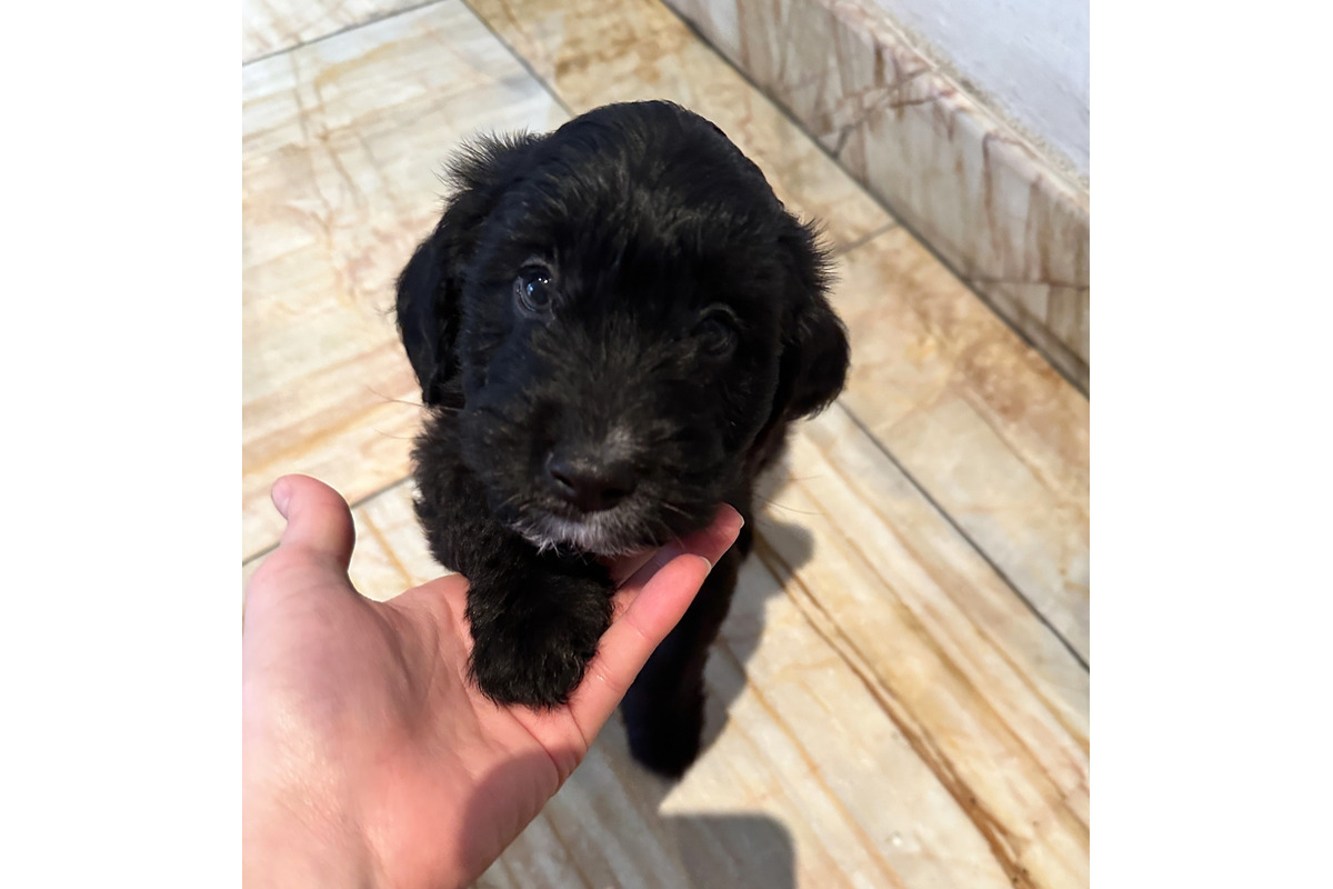 FOTO: Šteniatka poputovali do karanténnej stanice vo Zvolene, foto 7