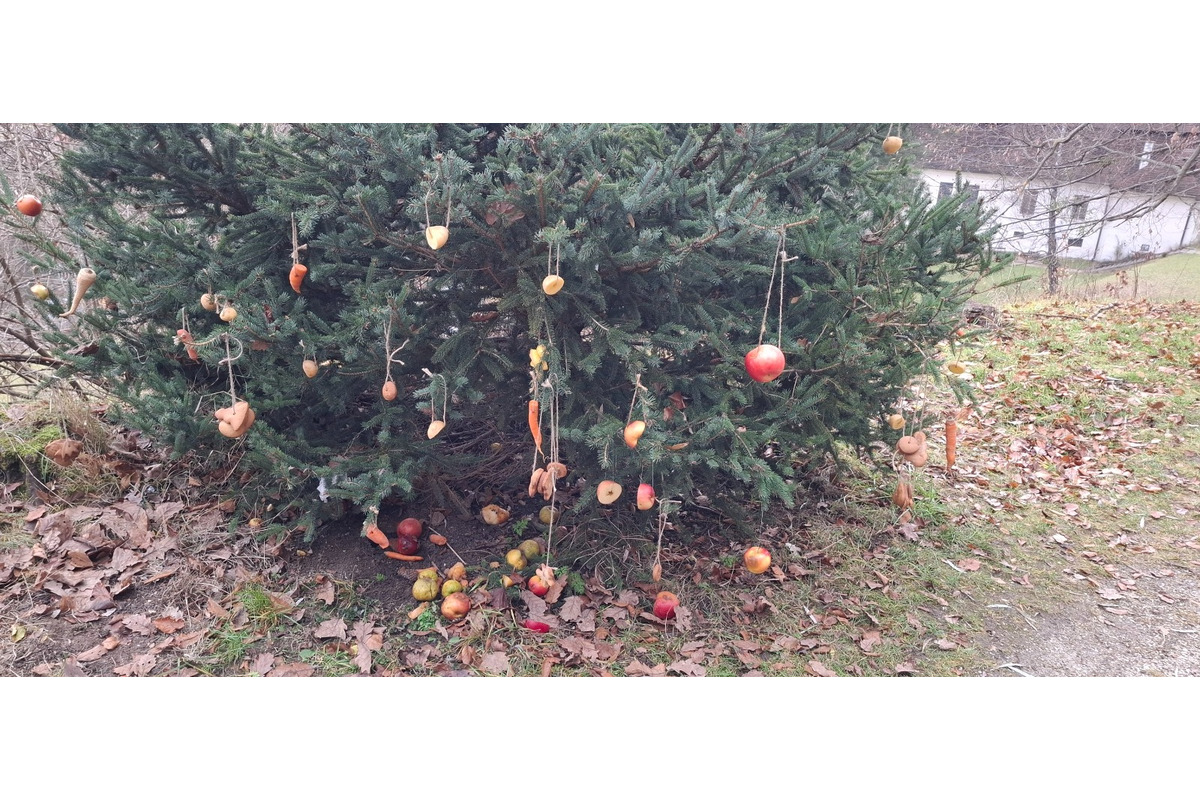 FOTO: Deti pomohli s príkrmom lesnej zveri, foto 8