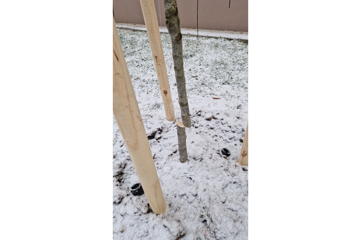 FOTO: V Banskej Bystrici sa niekto pustil do vypiľovania novovysadených stromčekov. Je to zrkadlo doby, tvrdia miestni, foto 1