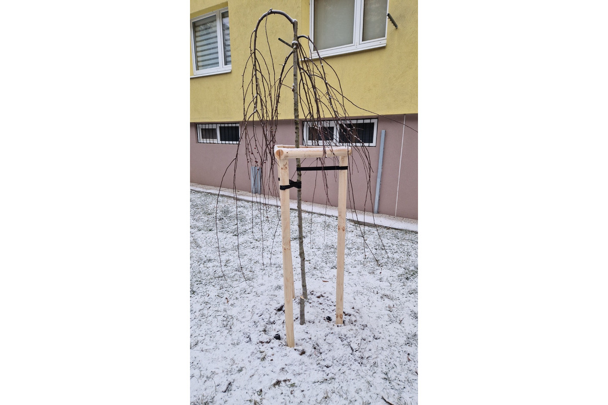 FOTO: V Banskej Bystrici sa niekto pustil do vypiľovania novovysadených stromčekov. Je to zrkadlo doby, tvrdia miestni, foto 2