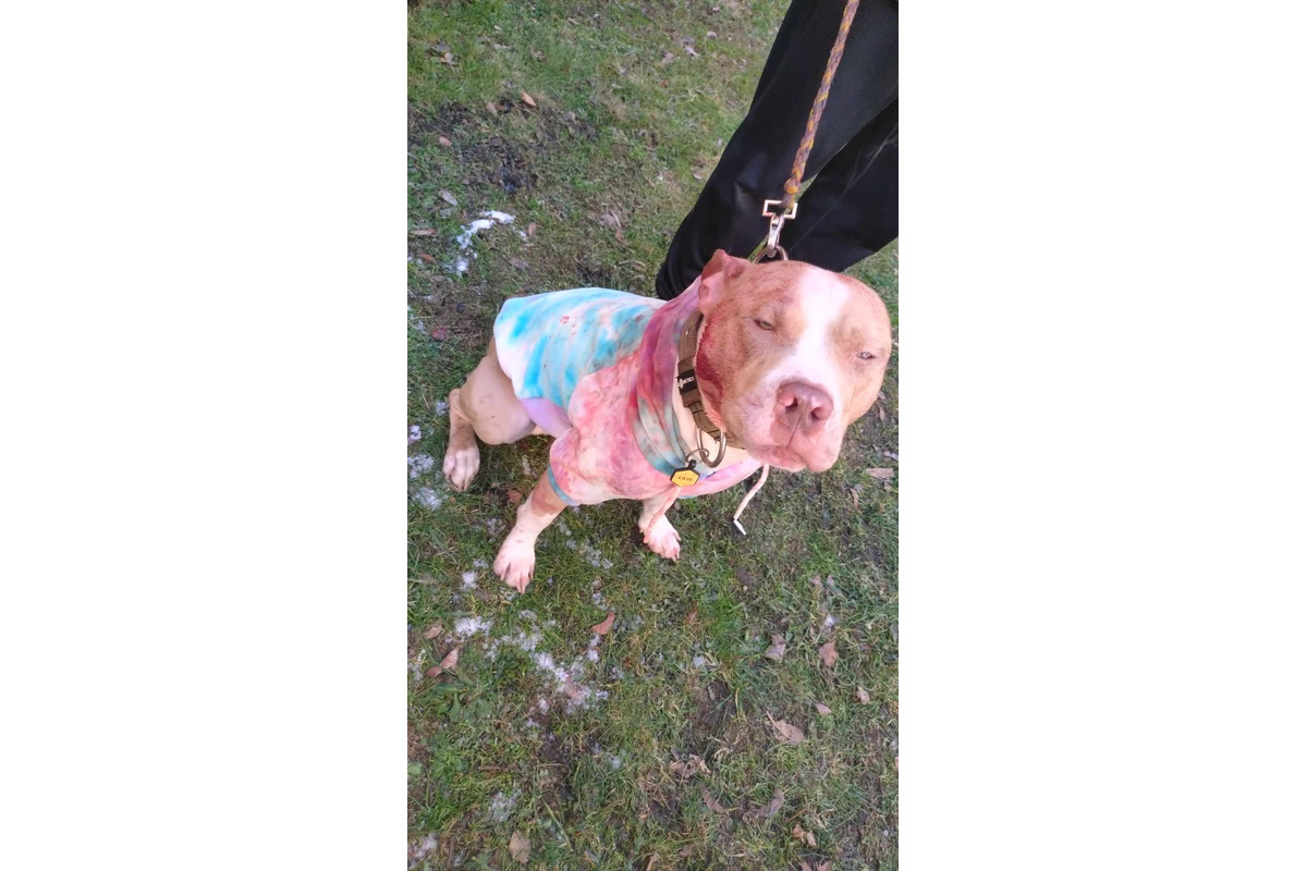 FOTO: Na sídlisku v Banskej Bystrici došlo k nepríjemnej bitke psov. Napadnuté zviera aj majiteľka zostali dohryzení, foto 4